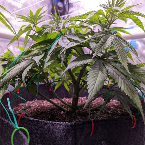 Girl Scout Cookies growlog timeline photo