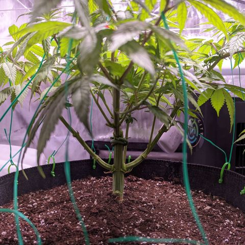 Girl Scout Cookies growlog timeline photo