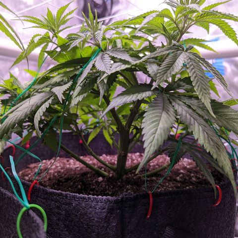 Girl Scout Cookies growlog timeline photo