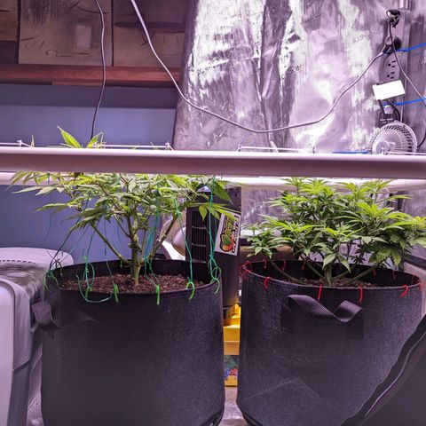 Girl Scout Cookies growlog timeline photo
