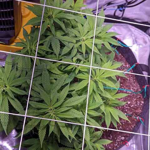 Girl Scout Cookies growlog timeline photo