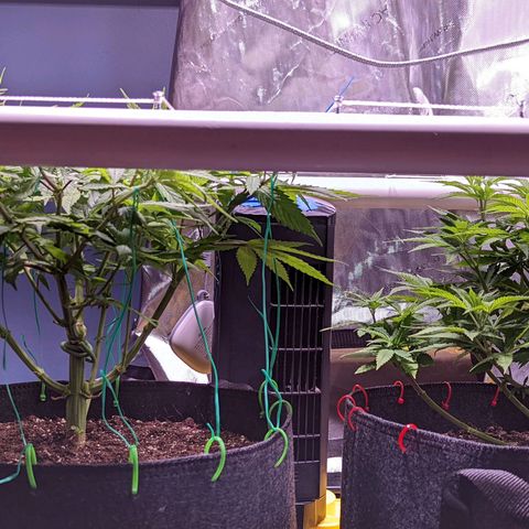 Girl Scout Cookies growlog timeline photo
