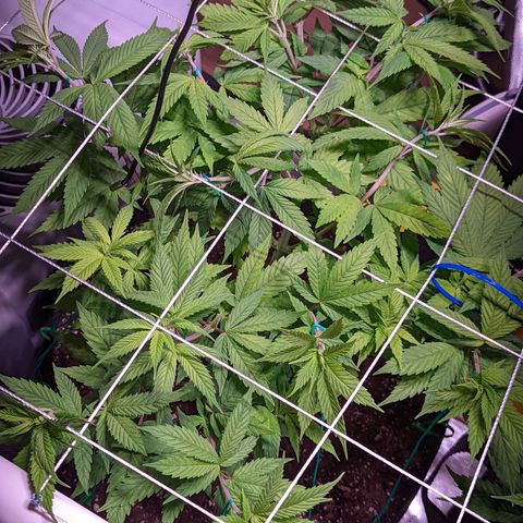 Girl Scout Cookies growlog timeline photo