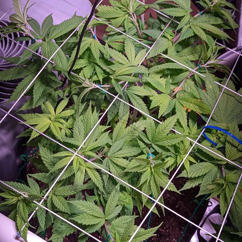 Girl Scout Cookies growlog timeline photo