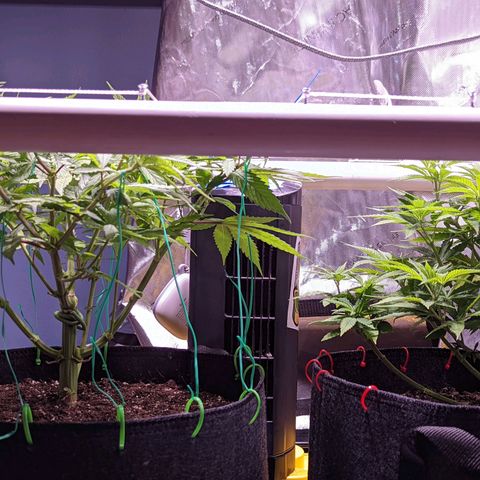 Girl Scout Cookies growlog timeline photo