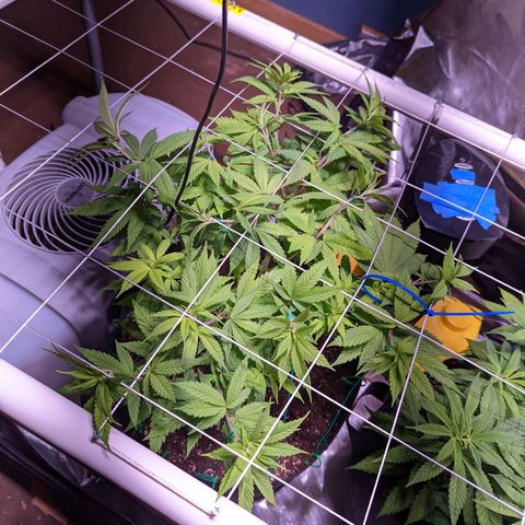 Girl Scout Cookies growlog timeline photo