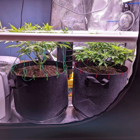 Girl Scout Cookies growlog timeline photo