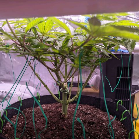 Girl Scout Cookies growlog photo: I defoliated today. 