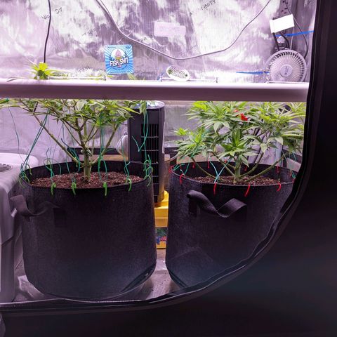 Girl Scout Cookies growlog photo: I defoliated today. 