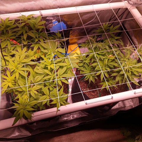 Girl Scout Cookies growlog photo: I defoliated today. 
