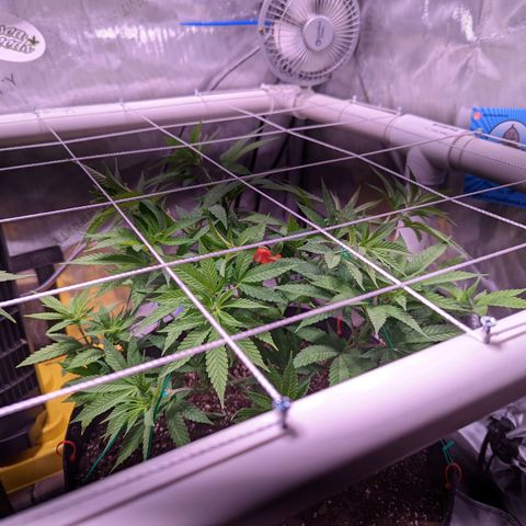 Girl Scout Cookies growlog photo: I defoliated today. 