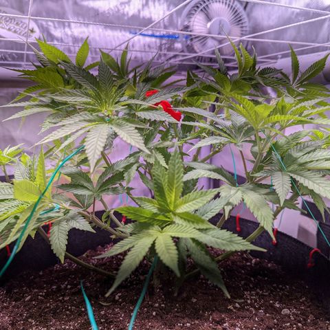 Girl Scout Cookies growlog photo: I defoliated today. 