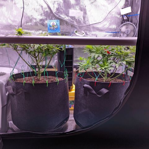 Girl Scout Cookies growlog photo: I defoliated today. 