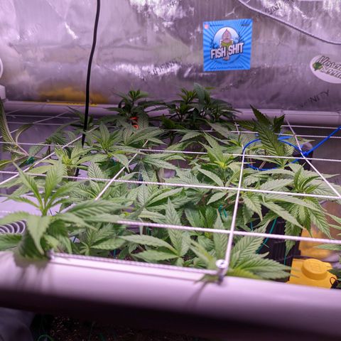 Girl Scout Cookies growlog photo: I defoliated today. 