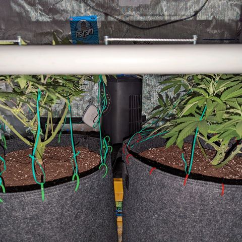 Girl Scout Cookies growlog photo: Light's out!