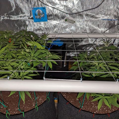 Girl Scout Cookies growlog photo: Light's out!
