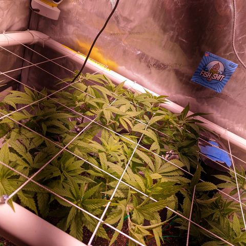 Girl Scout Cookies growlog photo: Flipping to flower tomorrow!