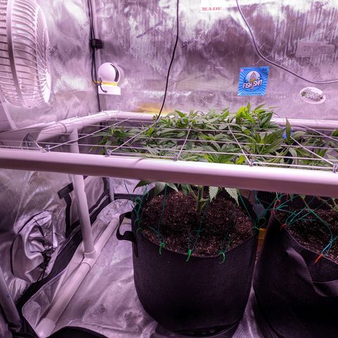 Girl Scout Cookies growlog photo: Flipping to flower tomorrow!