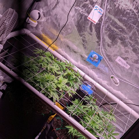 Girl Scout Cookies growlog photo: Flipping to flower tomorrow!