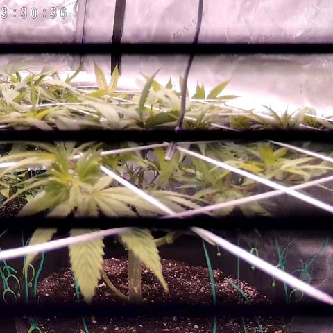 Girl Scout Cookies growlog photo: Flipping to flower tomorrow!