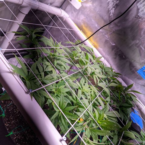 Girl Scout Cookies growlog photo: Flipping to flower tomorrow!