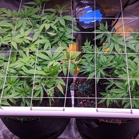 Girl Scout Cookies growlog photo: Flipping to flower tomorrow!