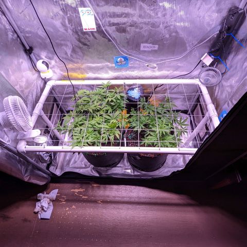 Girl Scout Cookies growlog photo: Flipping to flower tomorrow!