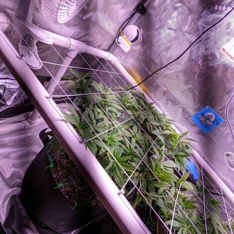 Girl Scout Cookies growlog photo: Flipping to flower tomorrow!