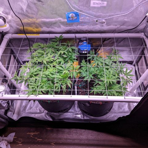 Girl Scout Cookies growlog photo: Flipping to flower tomorrow!
