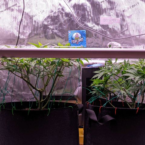 Girl Scout Cookies growlog timeline photo