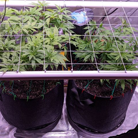 Girl Scout Cookies growlog timeline photo