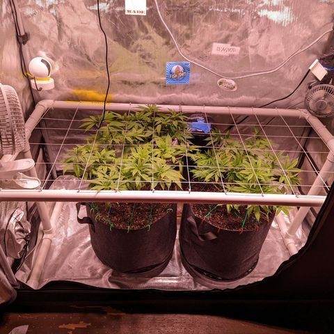 Girl Scout Cookies growlog timeline photo