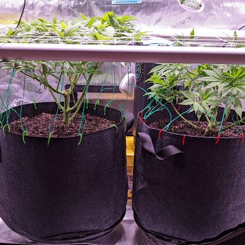 Girl Scout Cookies growlog timeline photo