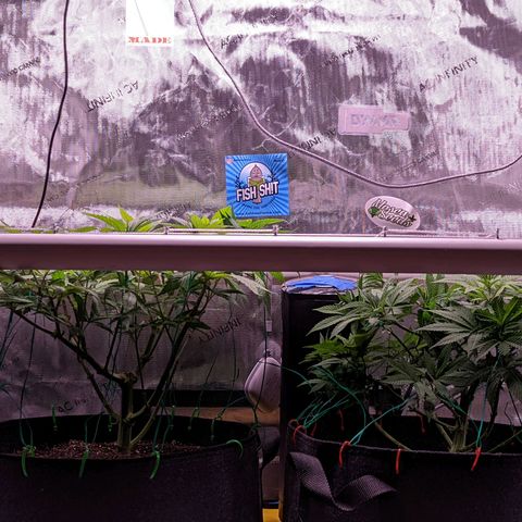 Girl Scout Cookies growlog timeline photo