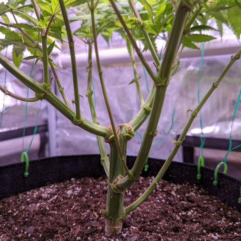 Girl Scout Cookies growlog timeline photo