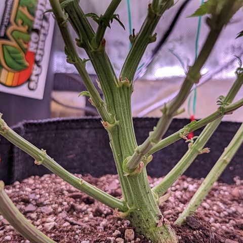 Girl Scout Cookies growlog timeline photo