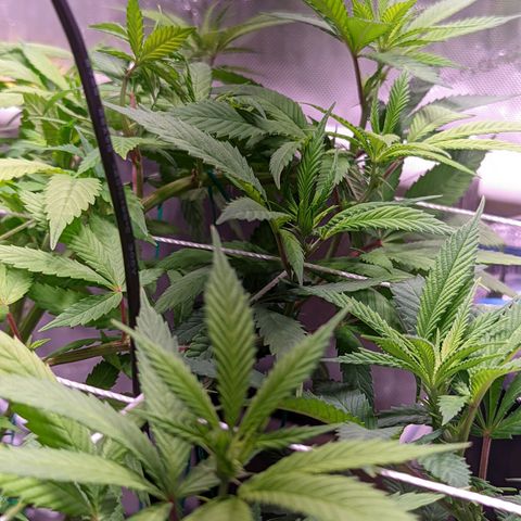 Girl Scout Cookies growlog timeline photo