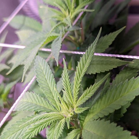 Girl Scout Cookies growlog timeline photo