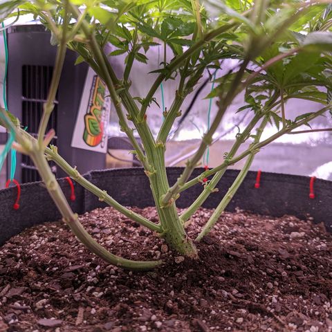 Girl Scout Cookies growlog timeline photo
