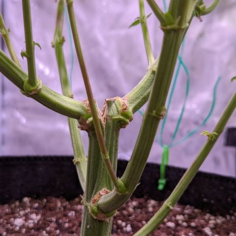 Girl Scout Cookies growlog timeline photo