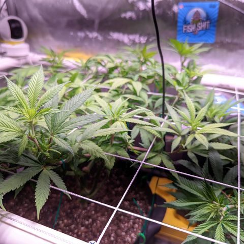 Girl Scout Cookies growlog timeline photo