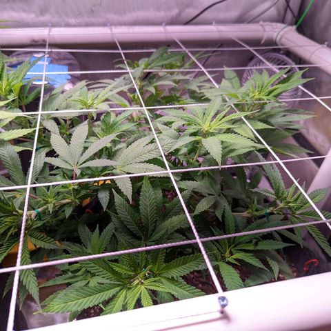 Girl Scout Cookies growlog timeline photo