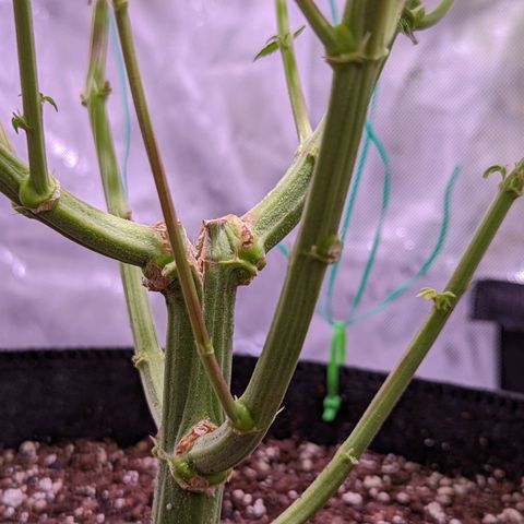 Girl Scout Cookies growlog timeline photo