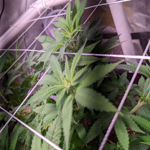 Girl Scout Cookies growlog timeline photo