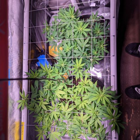 Girl Scout Cookies growlog timeline photo