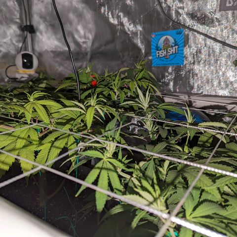 Girl Scout Cookies growlog timeline photo