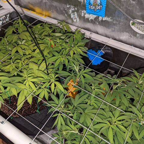 Girl Scout Cookies growlog timeline photo