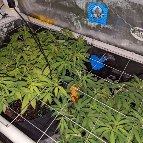 Girl Scout Cookies growlog timeline photo
