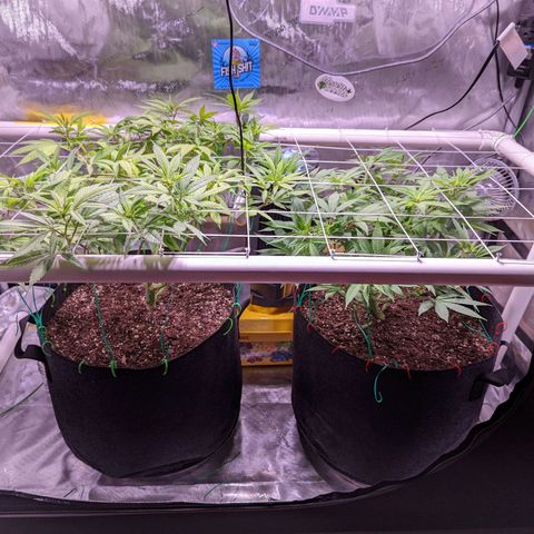 Girl Scout Cookies growlog timeline photo