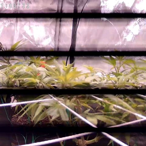 Girl Scout Cookies growlog timeline photo